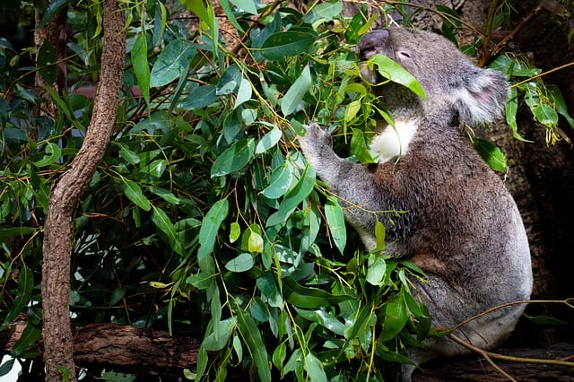 boy-koala