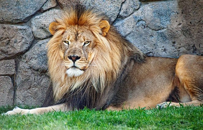 male lion names for naming a lion