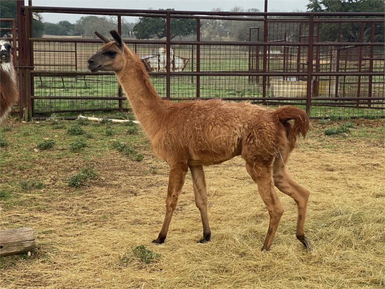 130+ Good Llama Names Names For Boy, Girl, & White Llamas