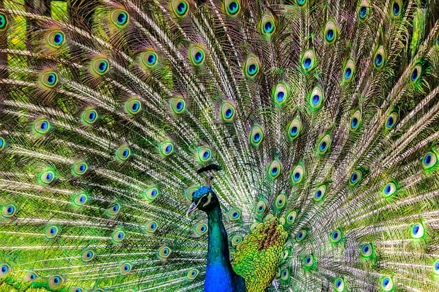 male-peacock-names