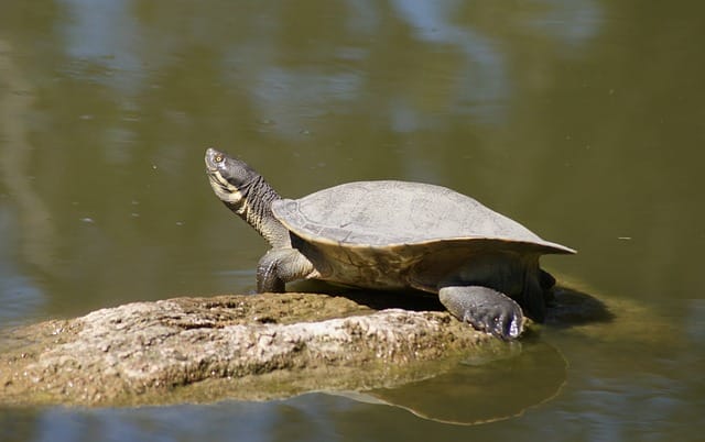 male-tortoise