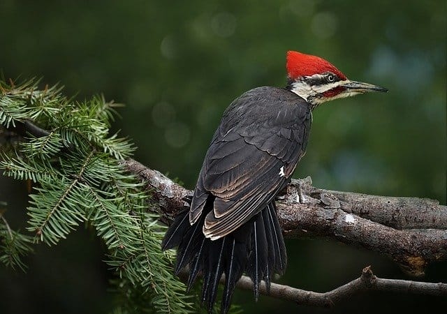 male-woodpecker-names