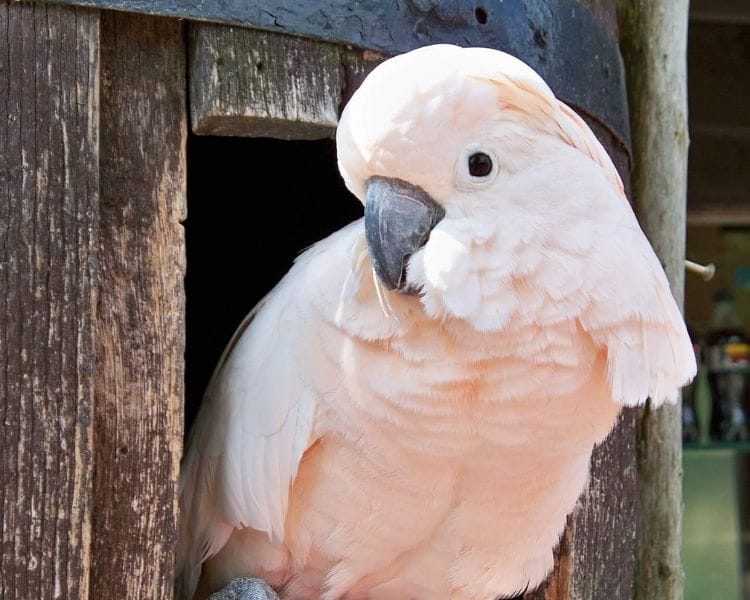 parrot name generator - female medium cute parrot