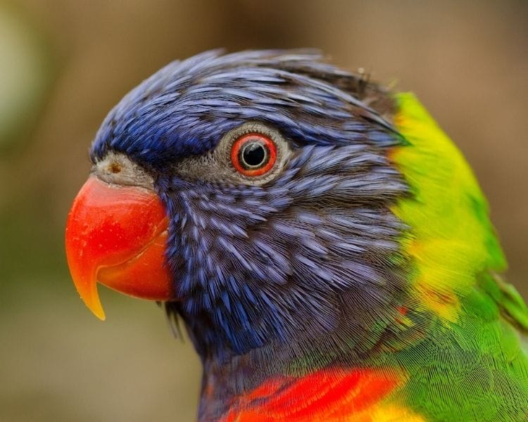 parrot name generator - female medium funny parrot