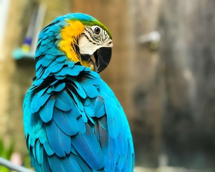 parrot name generator - female medium unique parrot