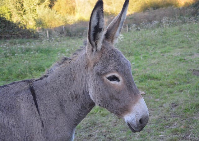 miniature-donkey