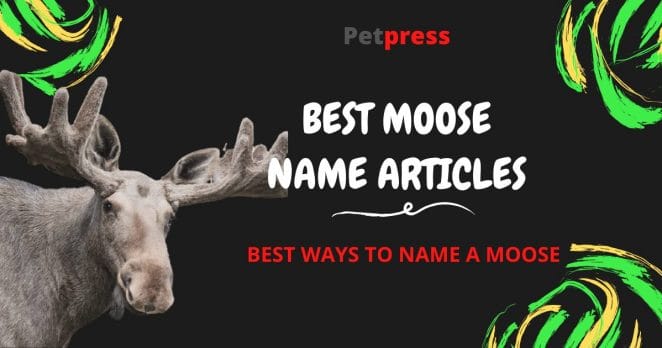 moose-name-articles