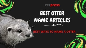 otter-name-articles