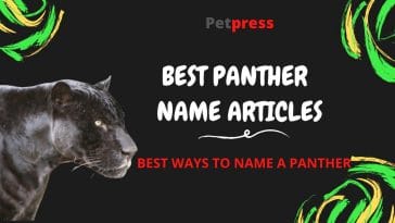 panther-name-articles