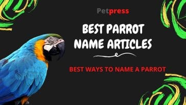parrot-name-articles