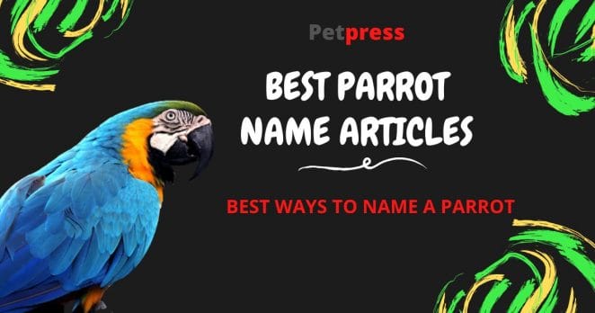 parrot-name-articles