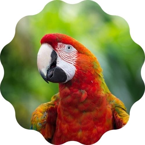 parrot name generator - find out the best name for a pet parrot