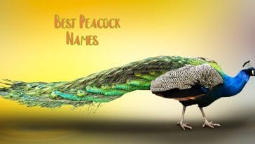 peacock-names