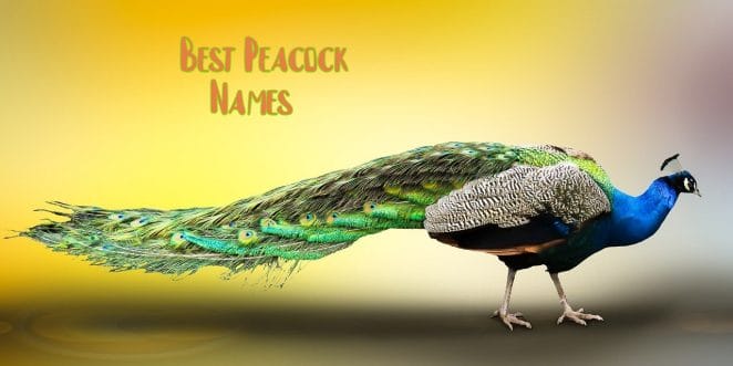 peacock-names