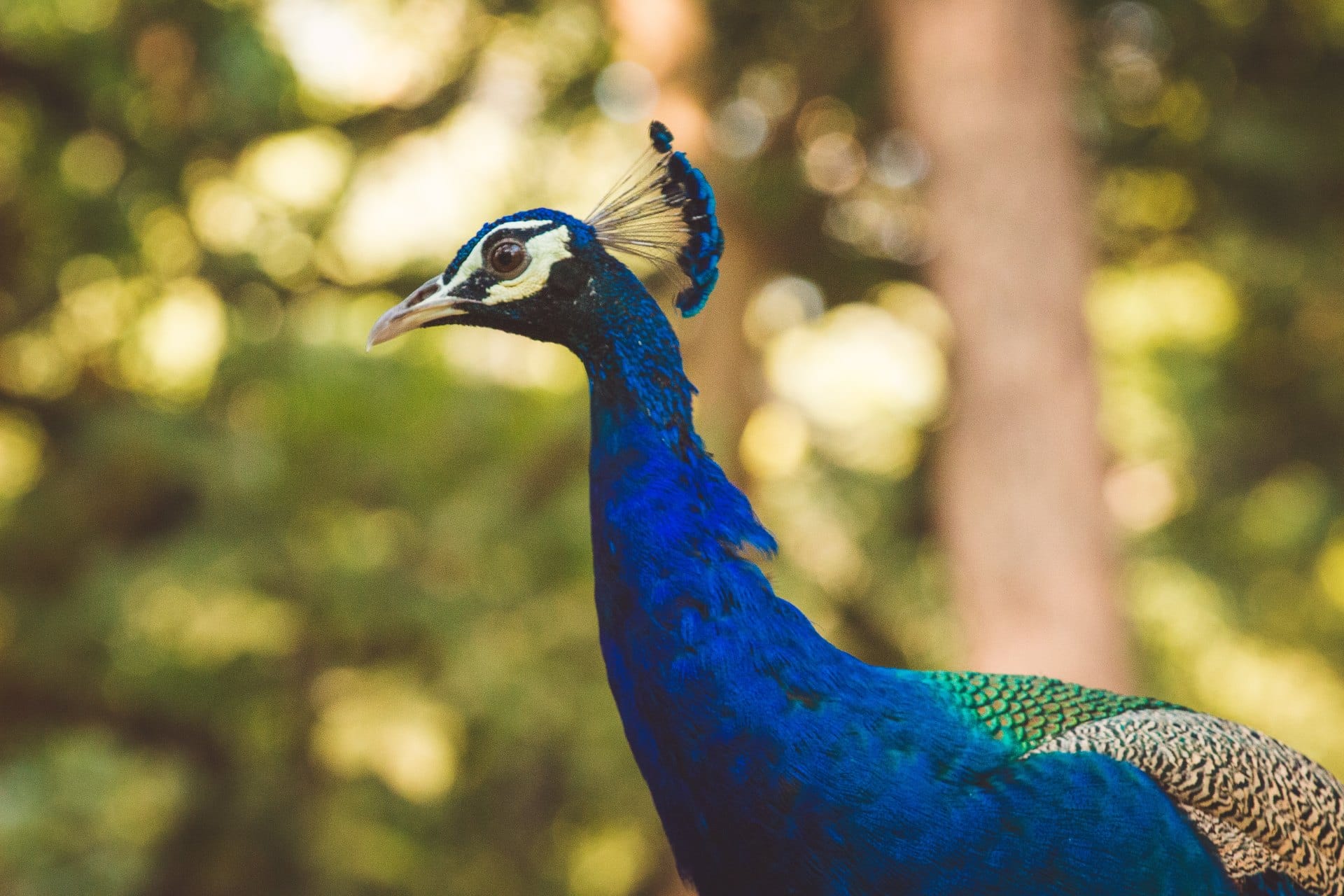 peahen-names