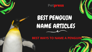 penguin-name-articles