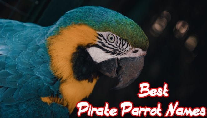 pirate-parrot-names