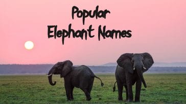 popular-elephant-names