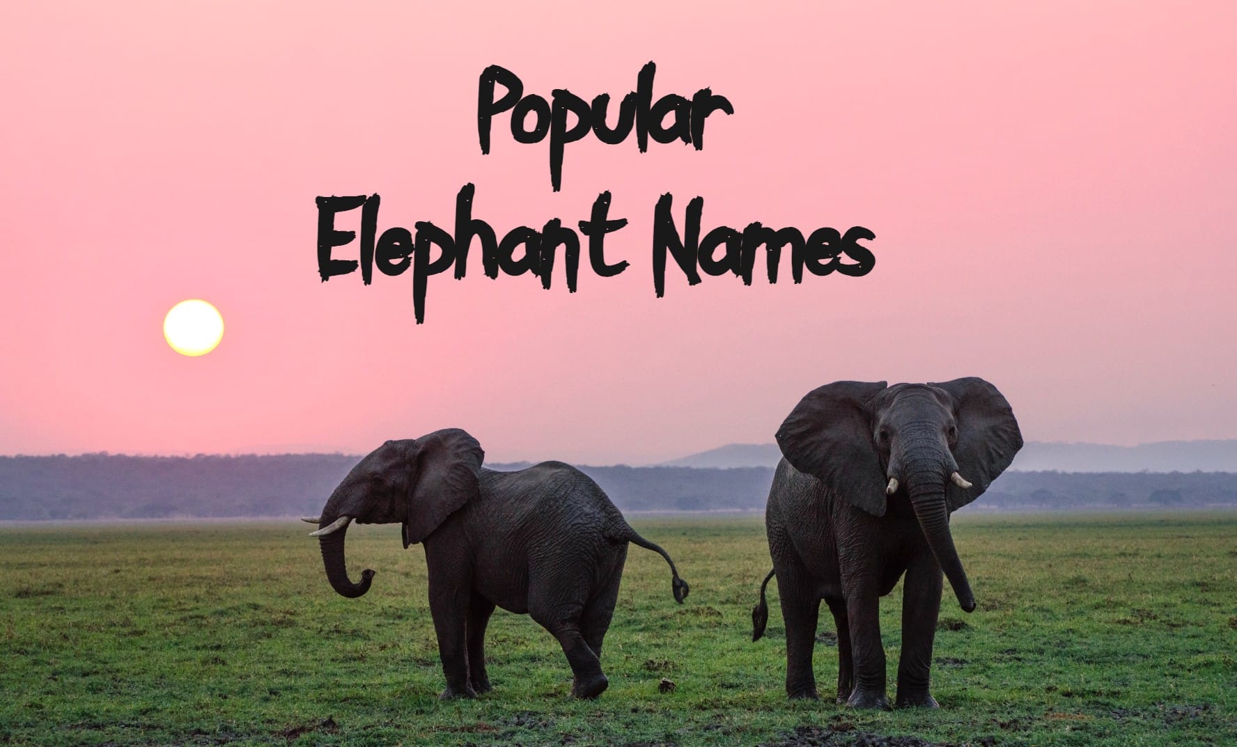 110+ Popular Elephant Names – With Cute & Famous Names
