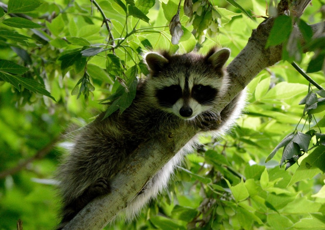 50+ Famous Raccoon Names (With Popular Cartoon Names)