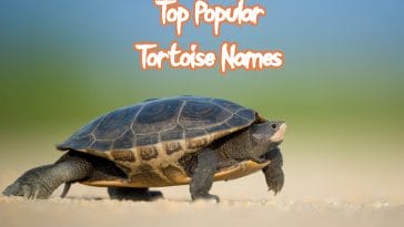 popular-tortoise-names