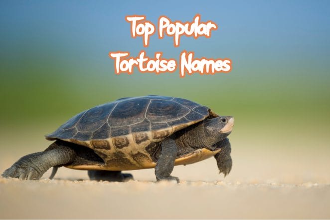 popular-tortoise-names