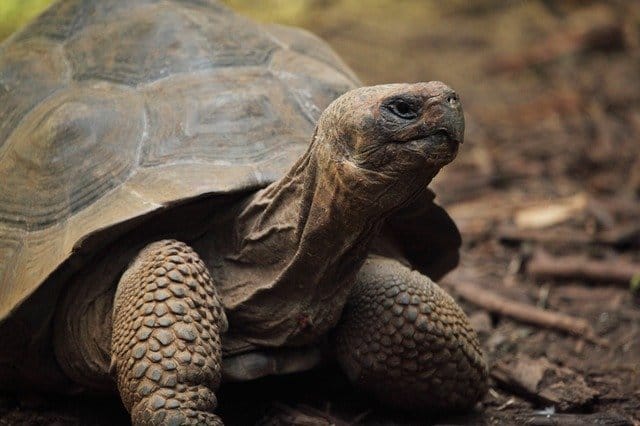 popular-tortoise