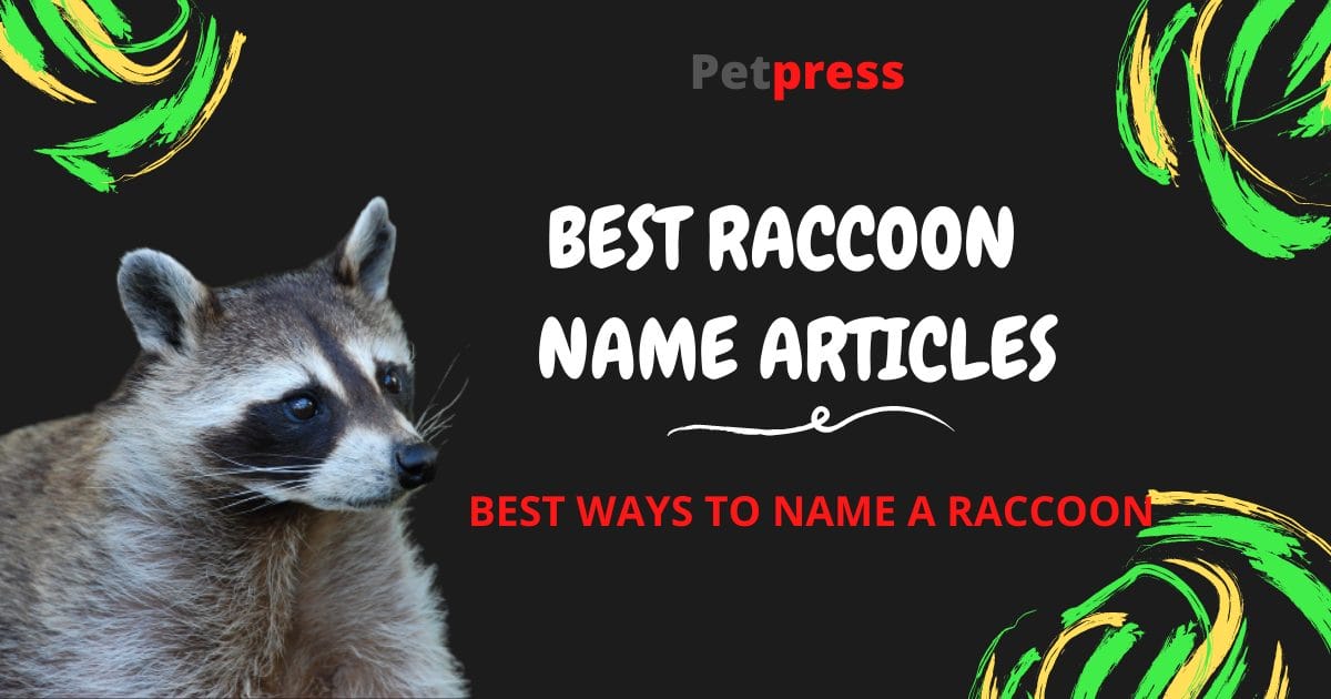 140 Best Pet Raccoon Names (Cute, Funny, & Famous Names)