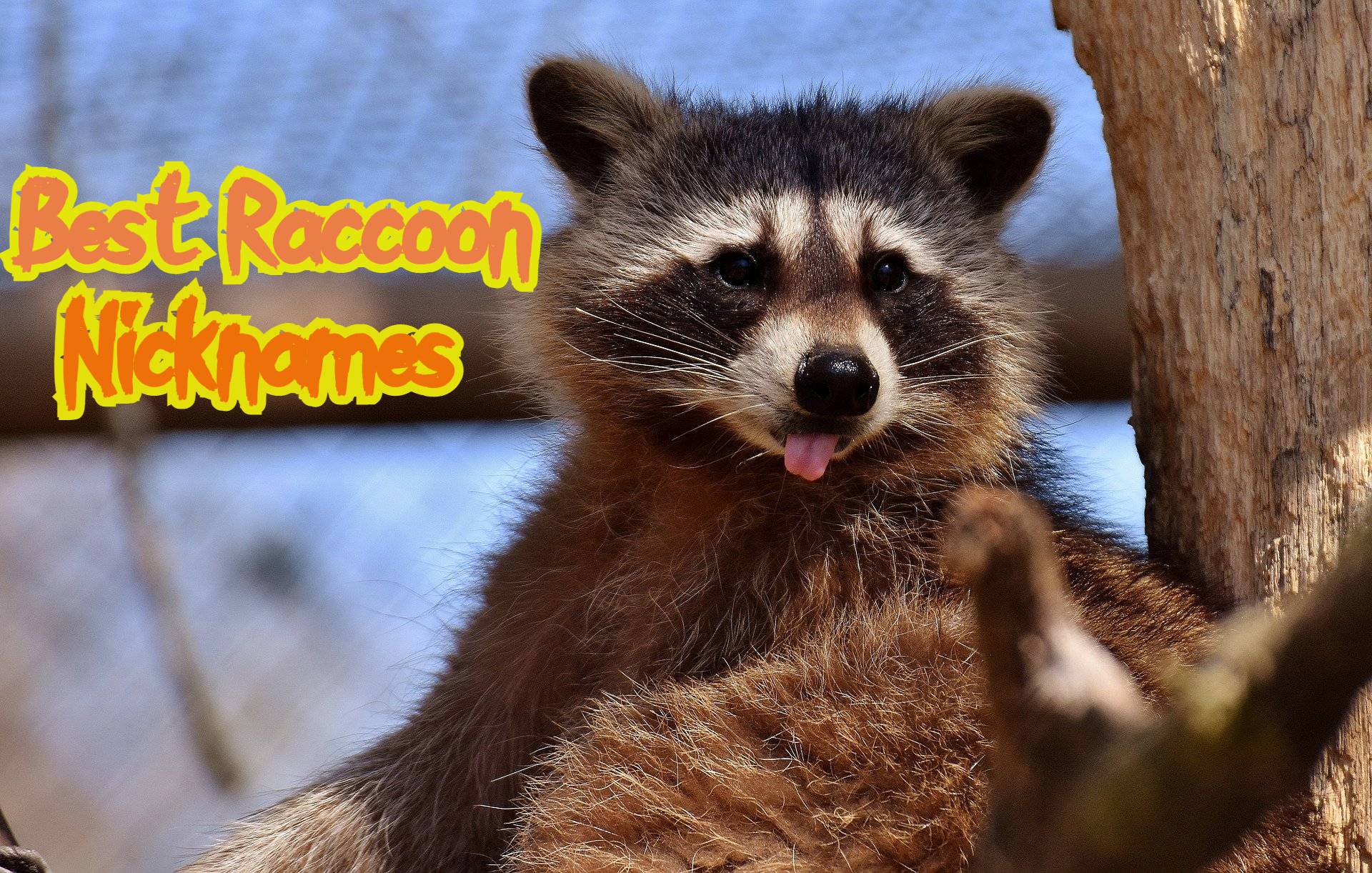 140 Best Pet Raccoon Names (Cute, Funny, & Famous Names)