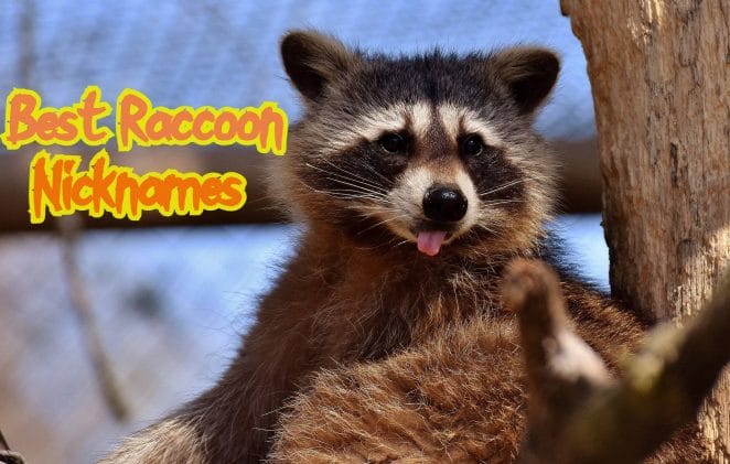 raccoon-nicknames