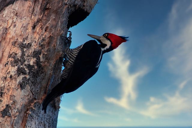 red-headed-woodpecker-names