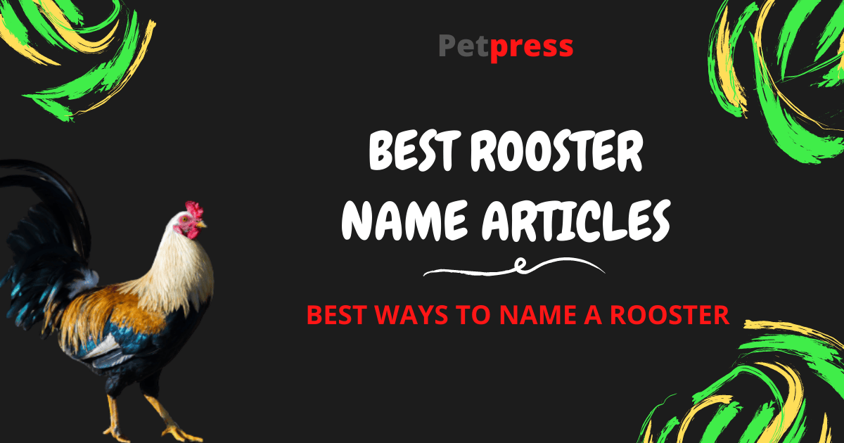 Rooster Names 200+ Most Popular Names for Roosters PetPress