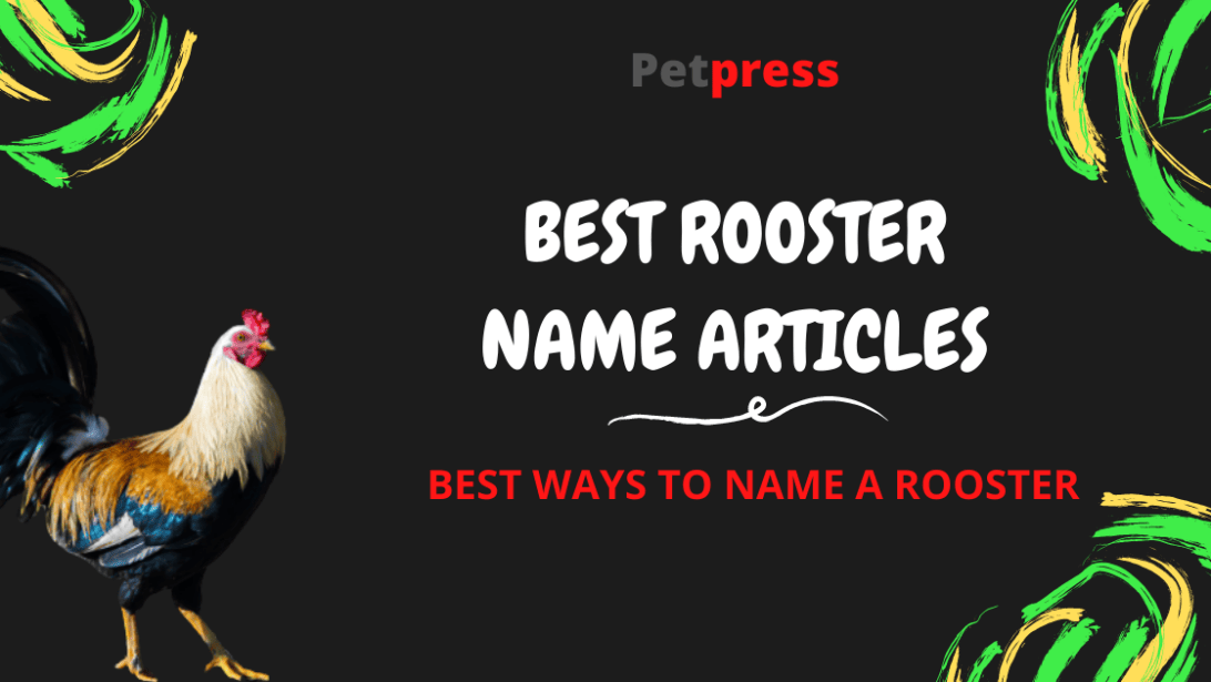 Rooster Names 200 Most Popular Names For Roosters PetPress rooster-names-200-most-popular-names-for-roosters-petpress