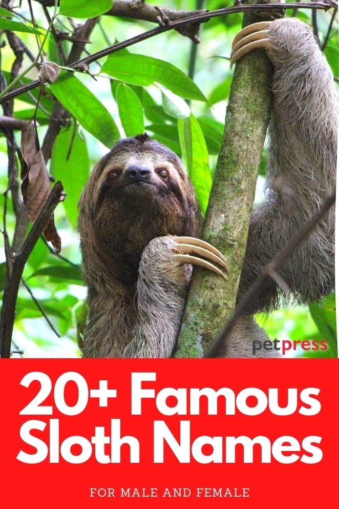 Famous sloths from movies