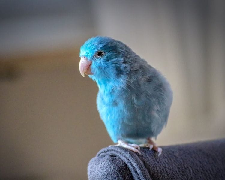parrot name generator - female small traditional parrot