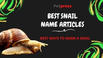 snail-name-articles