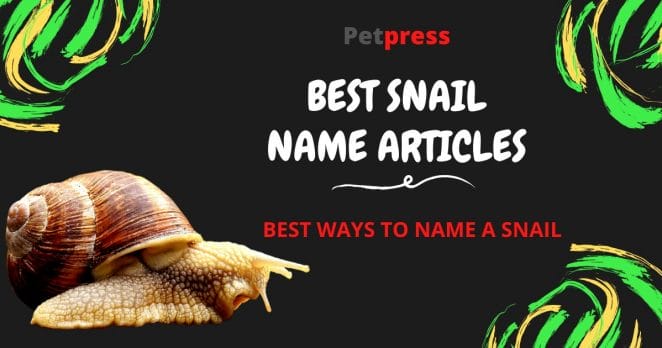 best-snail-name-articles