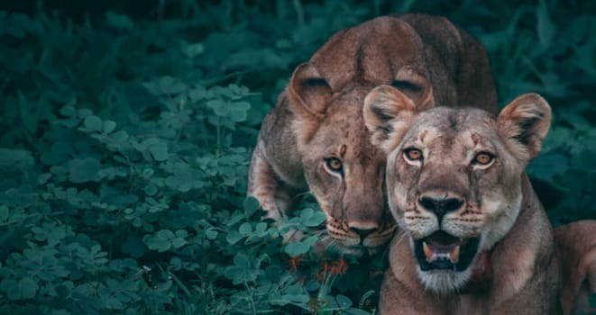 What is your Spirit Animal? Take the Quiz!