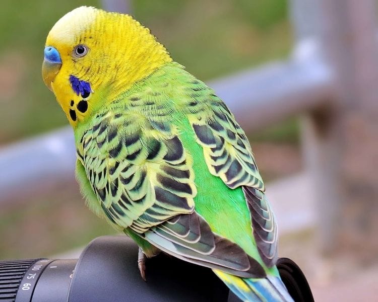 parrot name generator - tiny cute parrot