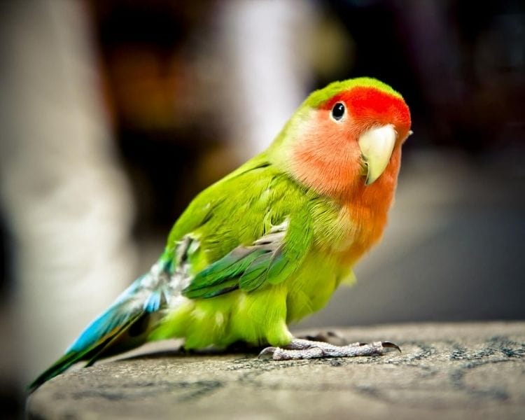parrot name generator - female tiny traditional parrot