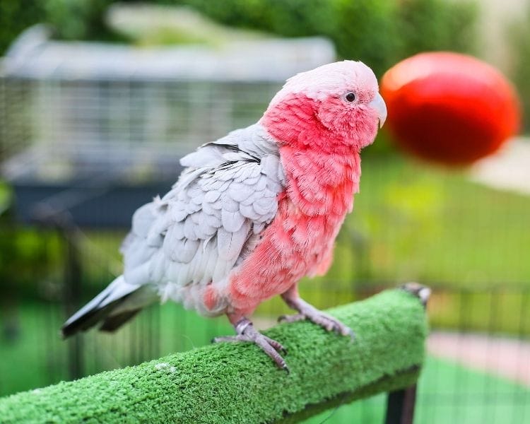 parrot name generator - female tiny unique parrot