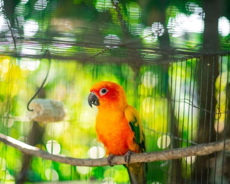 parrot name generator - tiny unique parrot