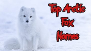 top arctic fox names ideas