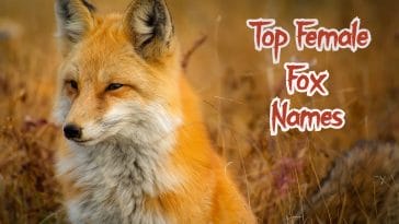 Top female fox name ideas for a female fox or vixen