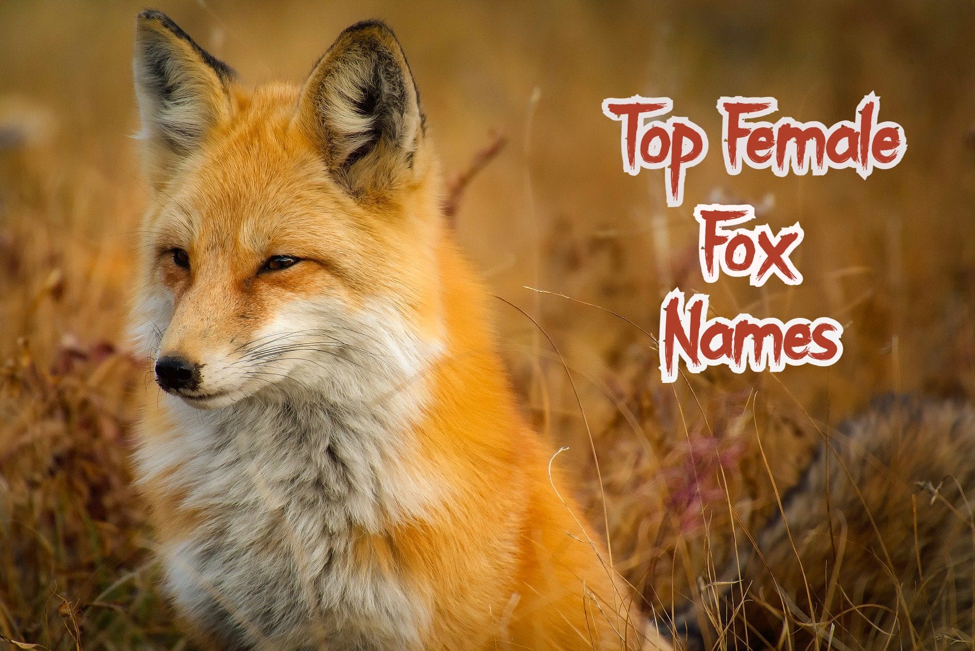 fox-names-100-cute-unique-names-male-female-petshoper-in-2020