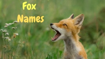 Top Funny Fox Names | PetPress