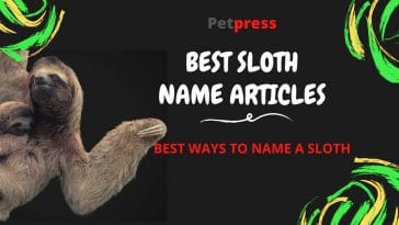 top-sloth-name-articles