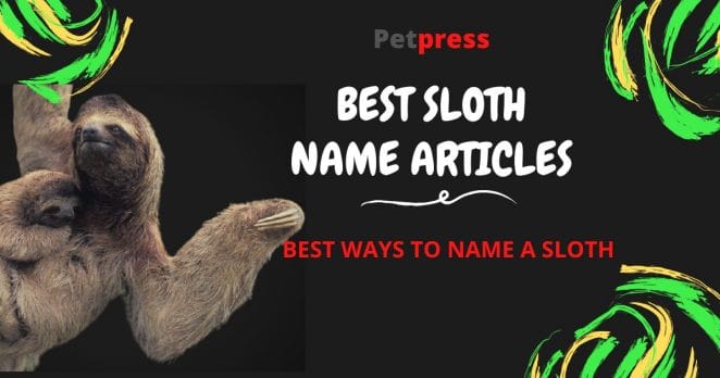 top-sloth-name-articles