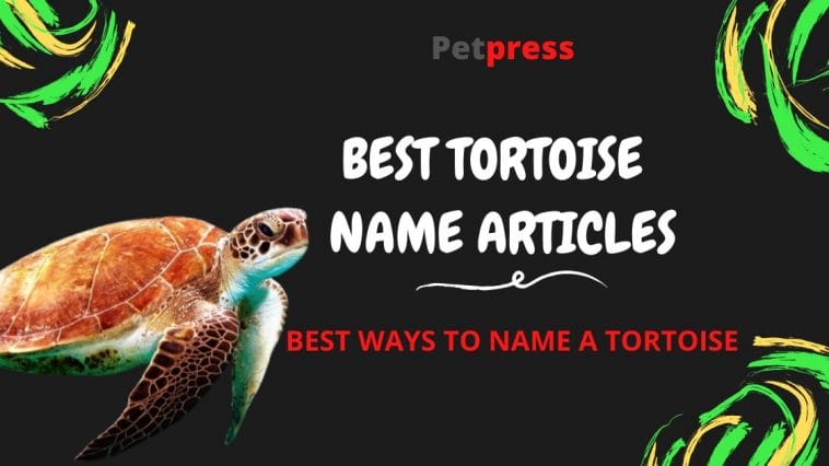 Top 130+ Indian Tortoise Names with Their Meanings