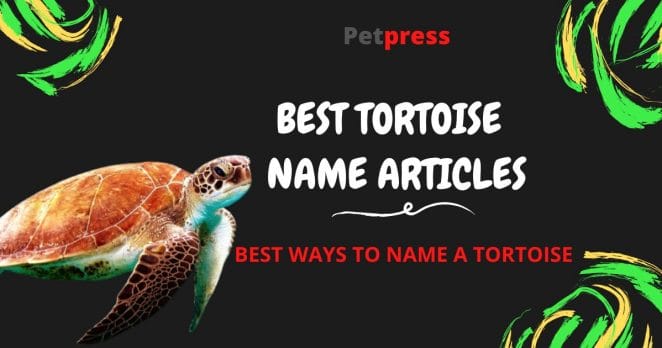 tortoise-name-articles